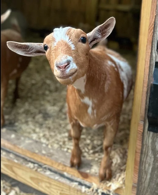 Bella, a brown-and-white Nigerian Dwarf doe, standing in the barn doorway