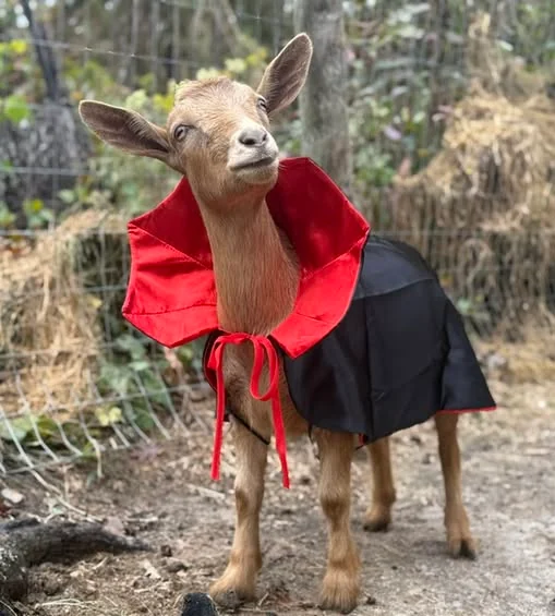 Hopscotch Hiccup, a Nigerian Dwarf goat, wearing a black Dracula cape with a dramatic red collar outdoors