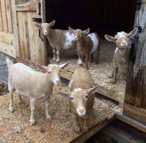 Nigerian Dwarf Goat Farm at Old Dallas Mountain Farms